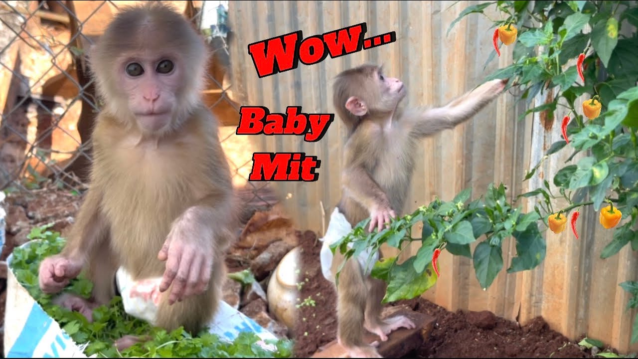 MONKEY KAKA AND MONKEY MIT: MOM ARRANGES WORK AND TAKES MONKEY MIT TO MEET HER SISTER KAKA MONKEY