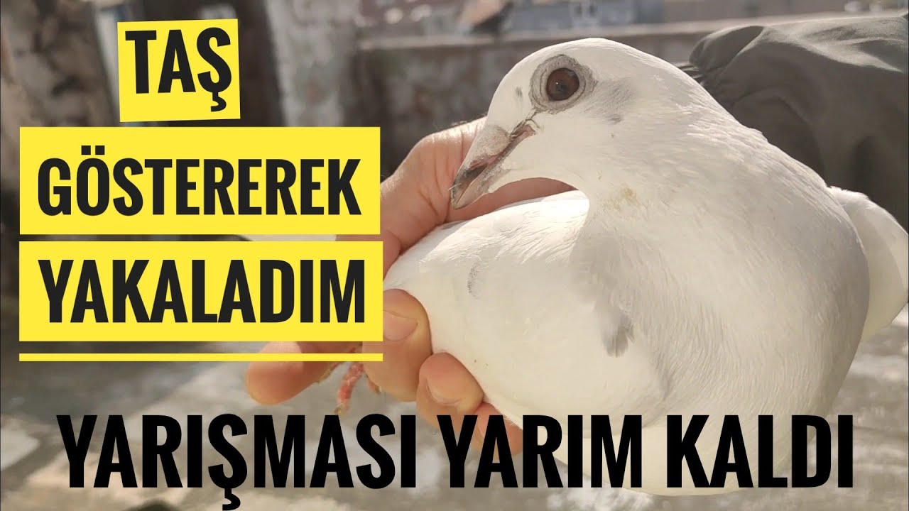 Ka&ccedil;ak Beyaz posta kuşu  ve tepemde atmaca karga kavgası