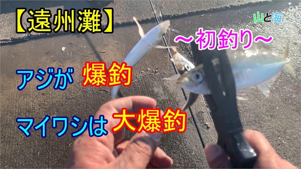 【遠州灘釣行】やばい！サビキ釣りで、アジとマイワシのフィーバータイムが止まらない！　1月上旬、2026年初釣り