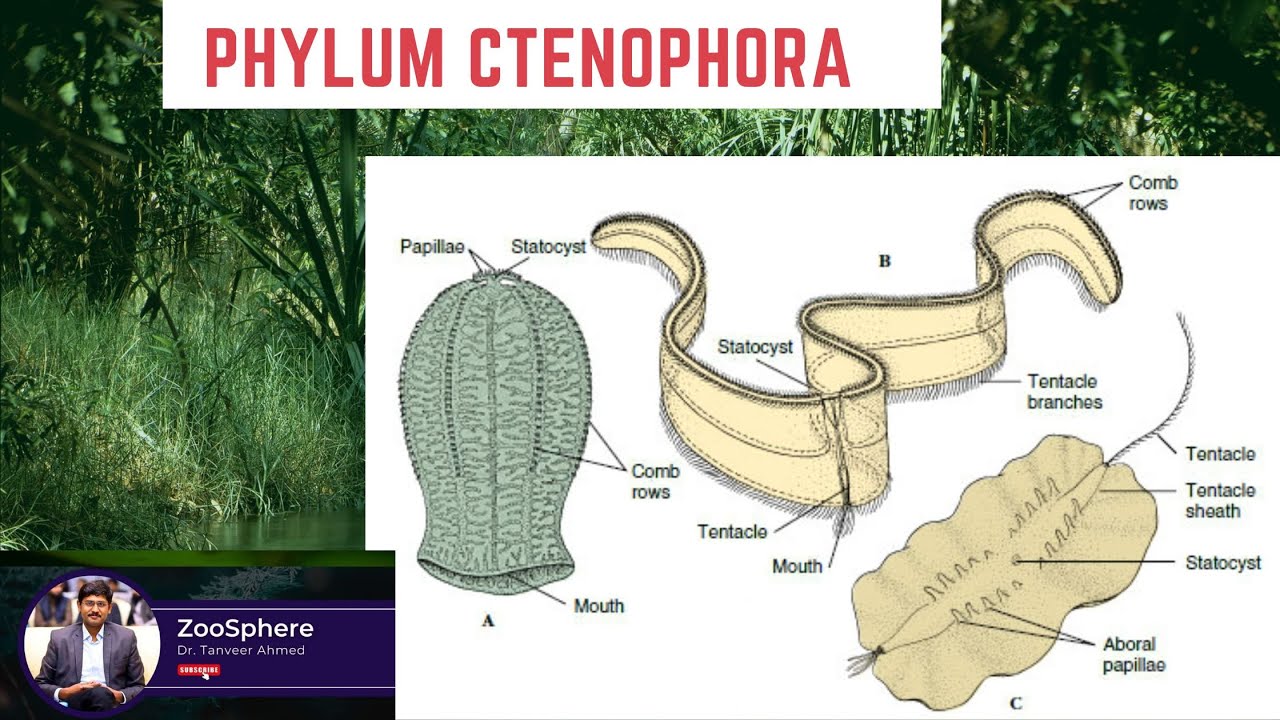 Phylum Ctenophora