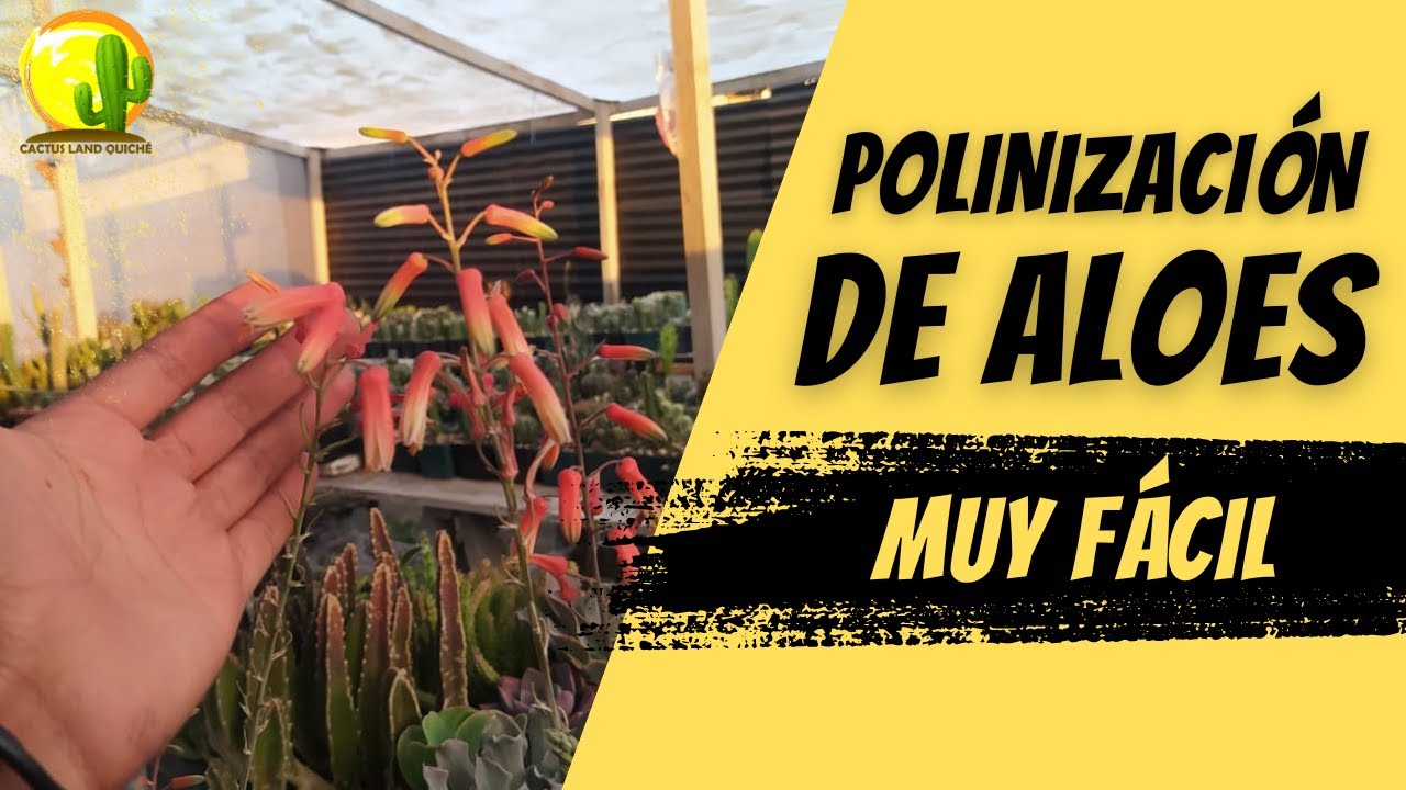 Polinización de Aloes con pincel, fácil y rápido Pollination of Aloes with a brush, easy and fast