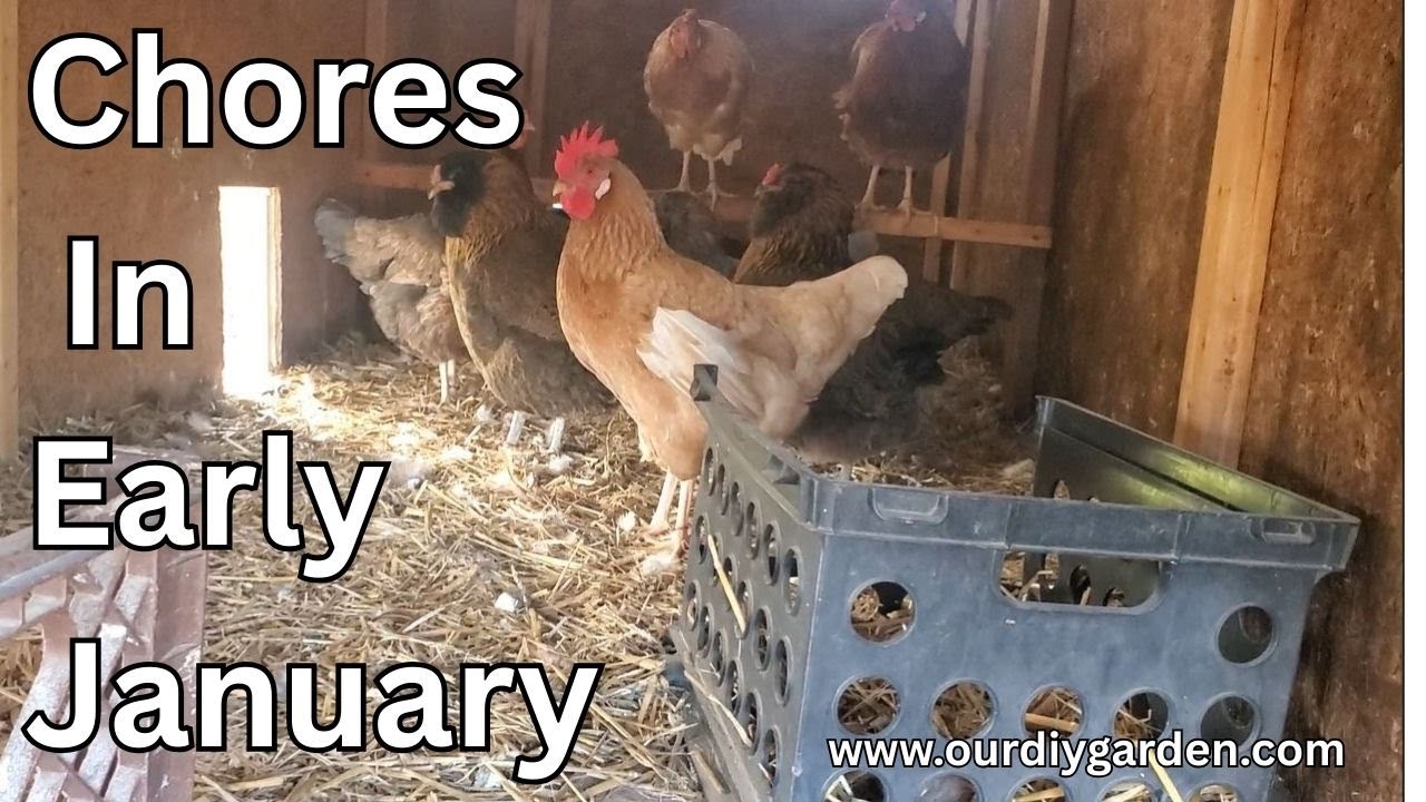 Chores In Early January
