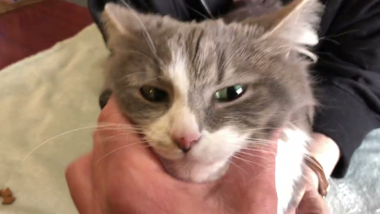 Bean