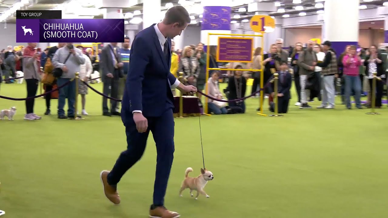 Chihuahua (Smooth Coat) | Breed Judging 2025