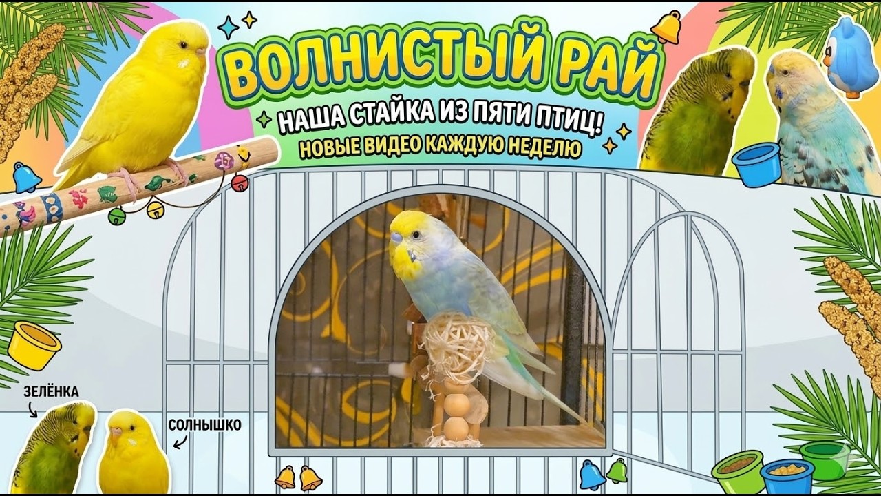 VLOG2026 Волнистый рай