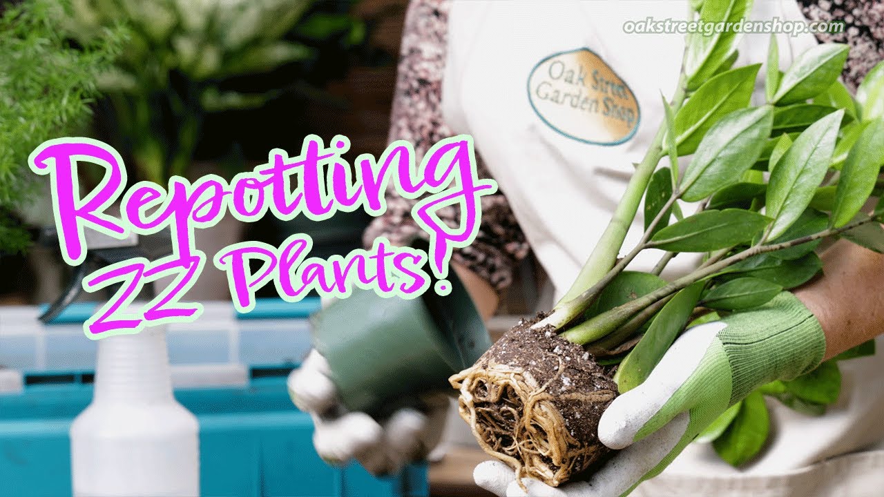 How to Repot a ZZ Plant