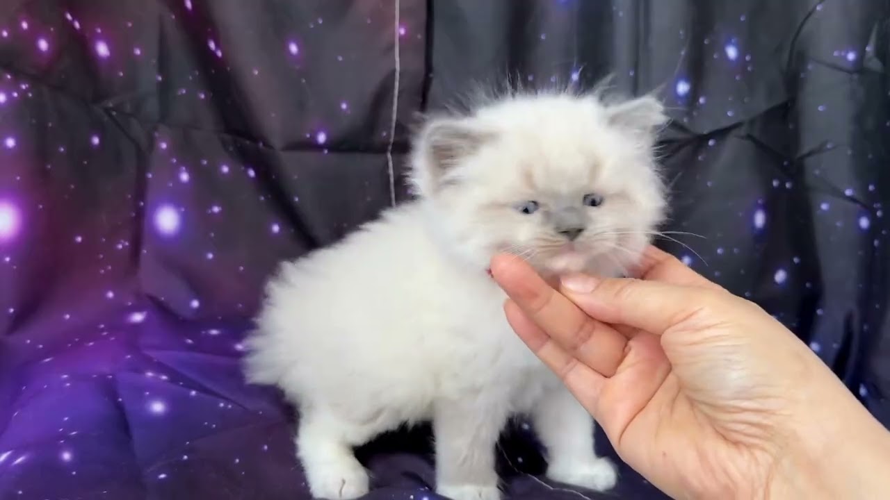 MISSTY (SANDWICH)HAD 2 KITTENS - KITTEN BORN ON 5 NOV. 2025 - RED COLLAR  (UPDATE 13/12/2025)