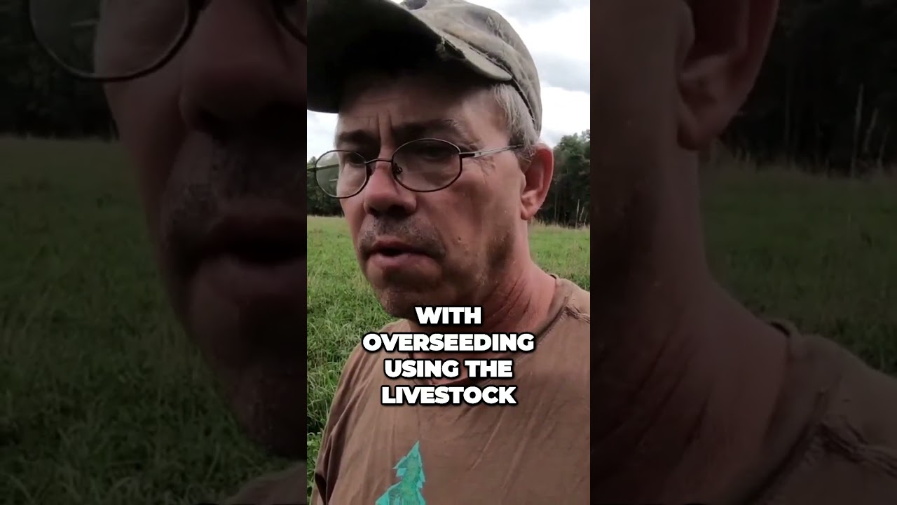 Unleashing the Power of Rotating Livestock: Boosting Pasture Growth! #stocpilegrazing #overseeding