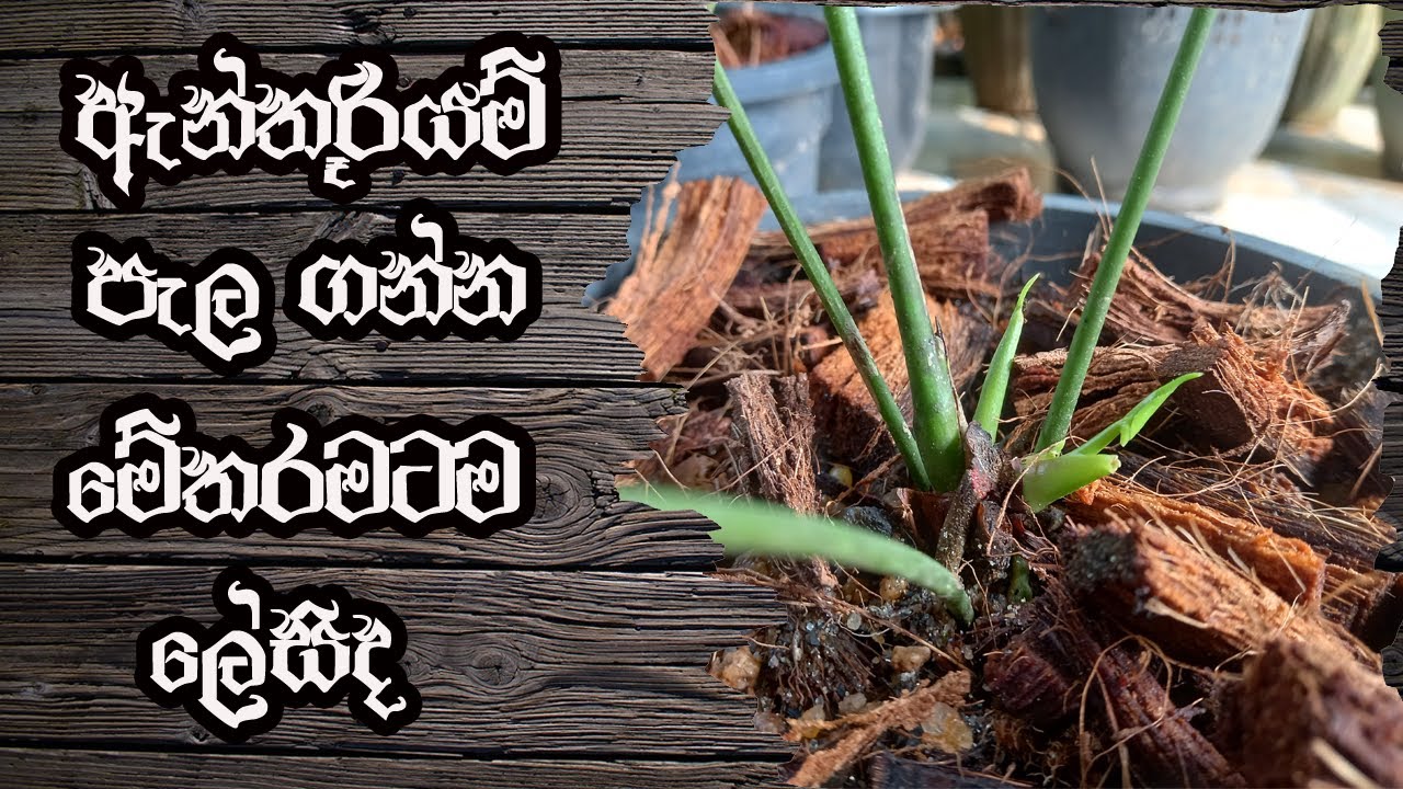Anthurium Top Cut | Anthurium Wagawa Sinhala | ඇන්තූරියම් වගාව සිංහල | Haritha lowa | හරිත ලොව