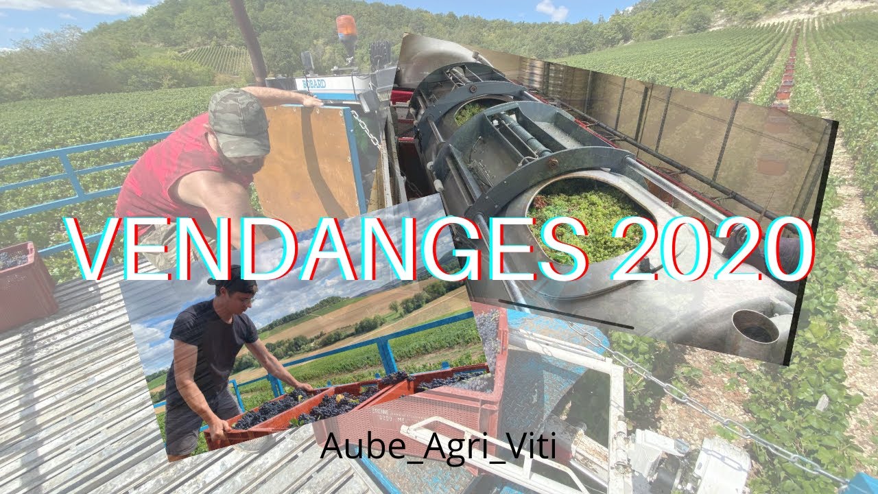 VENDANGES 2020 EN CHAMPAGNE !