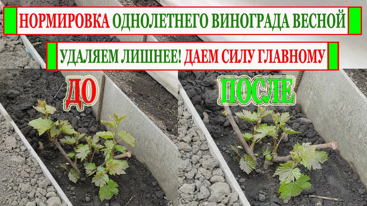 🍇 Нормировка ОДНОЛЕТНЕГО КУСТА ВИНОГРАДА . Непременно сделай ЭТОТ ШАГ к ПРАВИЛЬНОЙ ФОРМИРОВКЕ куста!