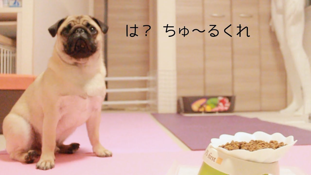 【悲報】うちのパグがわがままになりました…