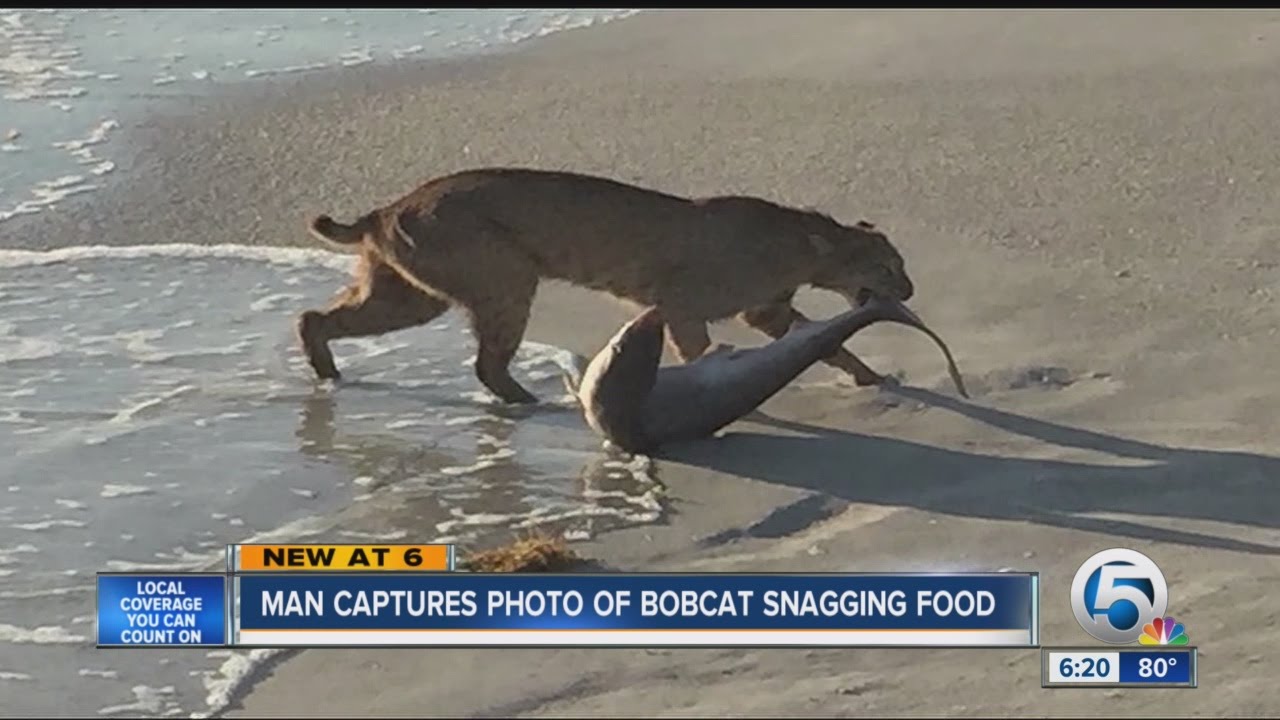 BOBCAT ON BEACH