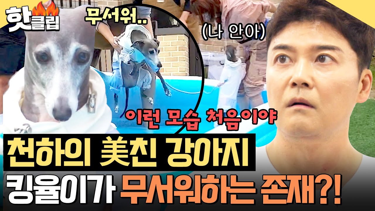 ＂美친 강아지는 어디 가고...＂ 이런 모습 처음이야😯 180도 달라진 킹율이 행동에 당황한 전현무?!｜집 나가면 개호강｜JTBC 250615 방송