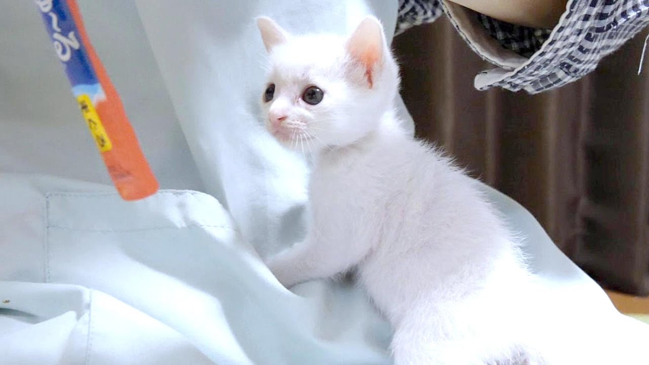 Котёнок съел свою первую чуру, скандируя «вкусно!» [Котенок, кот-спасатель]