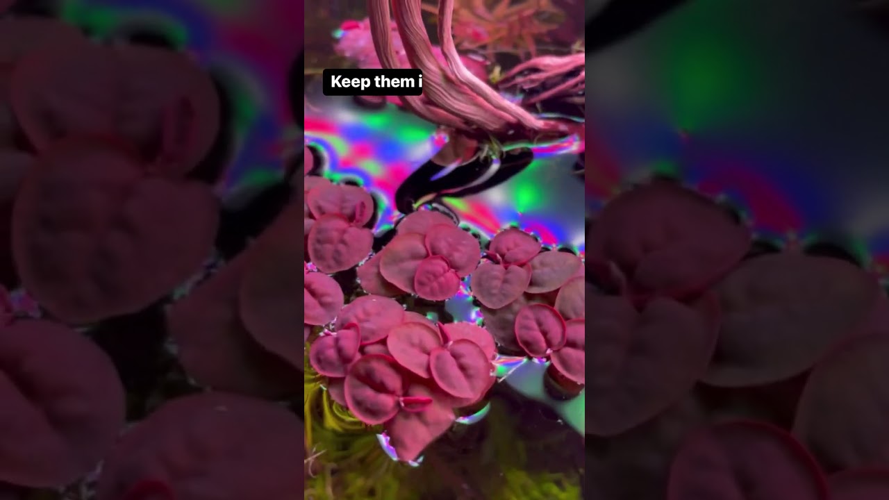 Aquascaping Tip: Care for Red Root Floaters Like a PRO #shorts