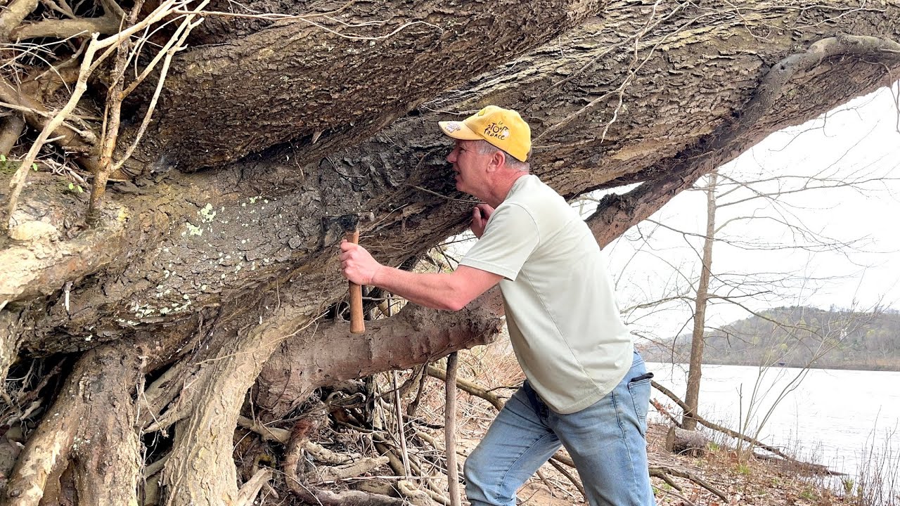 9,000 Yr. Old Native American Artifact Found in Tree