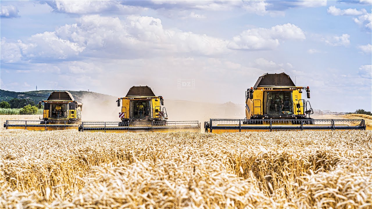 Harvest Brothers na Jižní Moravě 😍|💛🖤 3x New Holland CX 8.80 💛🖤| Žně Pšenice 2023 🌾 | 🇨🇿 Zemos a.s.