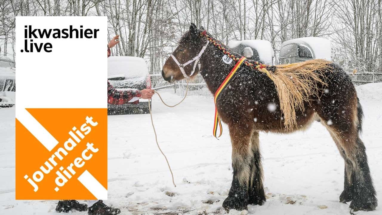 50 Belgische trekpaarden op 9e Veulenprijskamp / veulenkeuring VOT inclusief presentatie hengsten