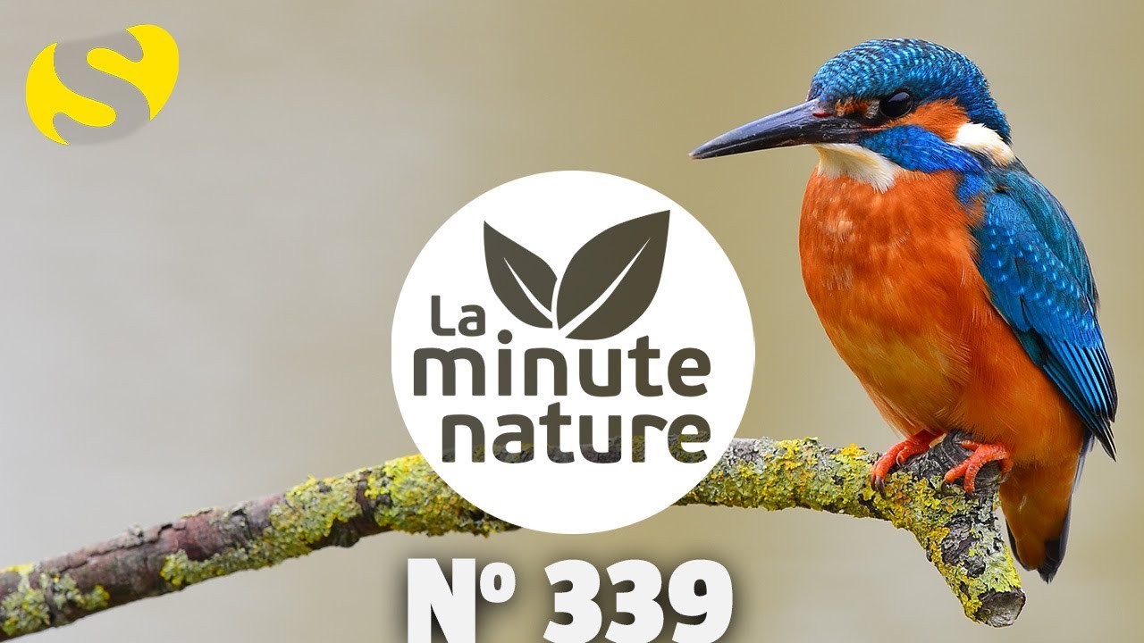 CASTOR ET MARTIN-PÊCHEUR (No 339)