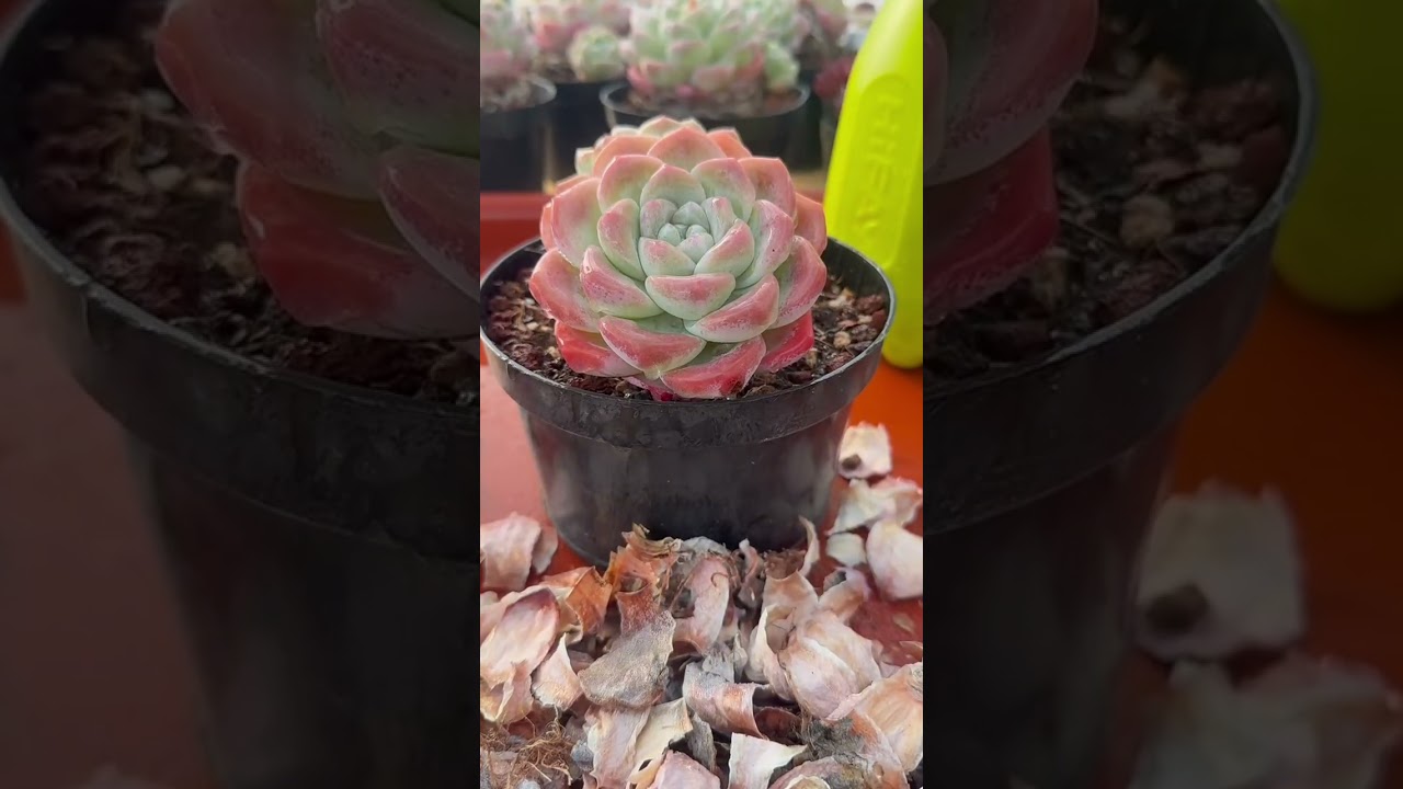 Indoor Succulent Care Masterclass | Complete Beginner to Advanced Guide