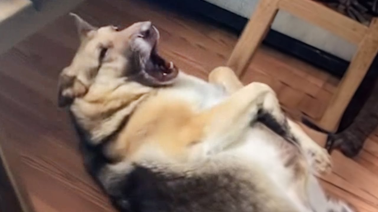 German Shepherd dog suddenly reaction to hear his favorite word🤣 Funny Dog Video