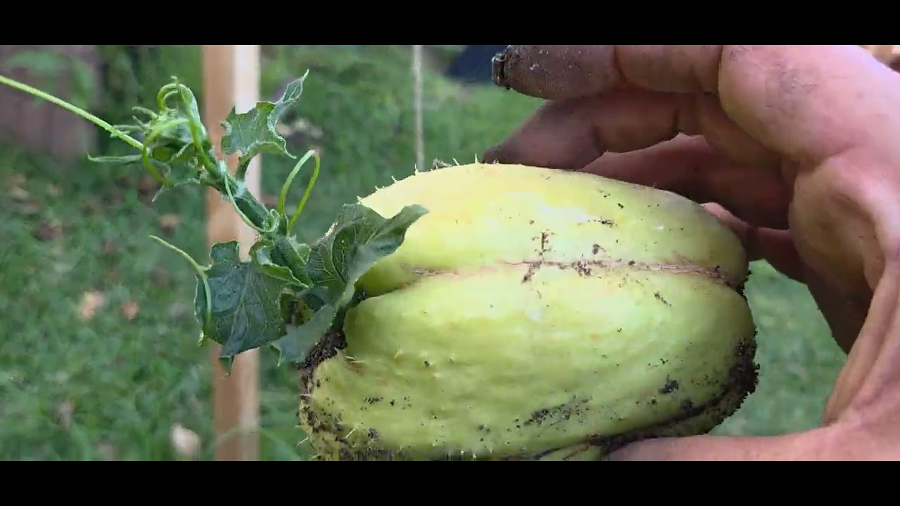 Como plantar chayote #chayote #huerto #plantas #viralvideo #trending#viral #tendencia