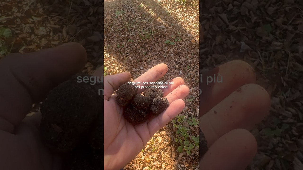 ricerca tartufo uncinato #truffle #uncinato #tartufo