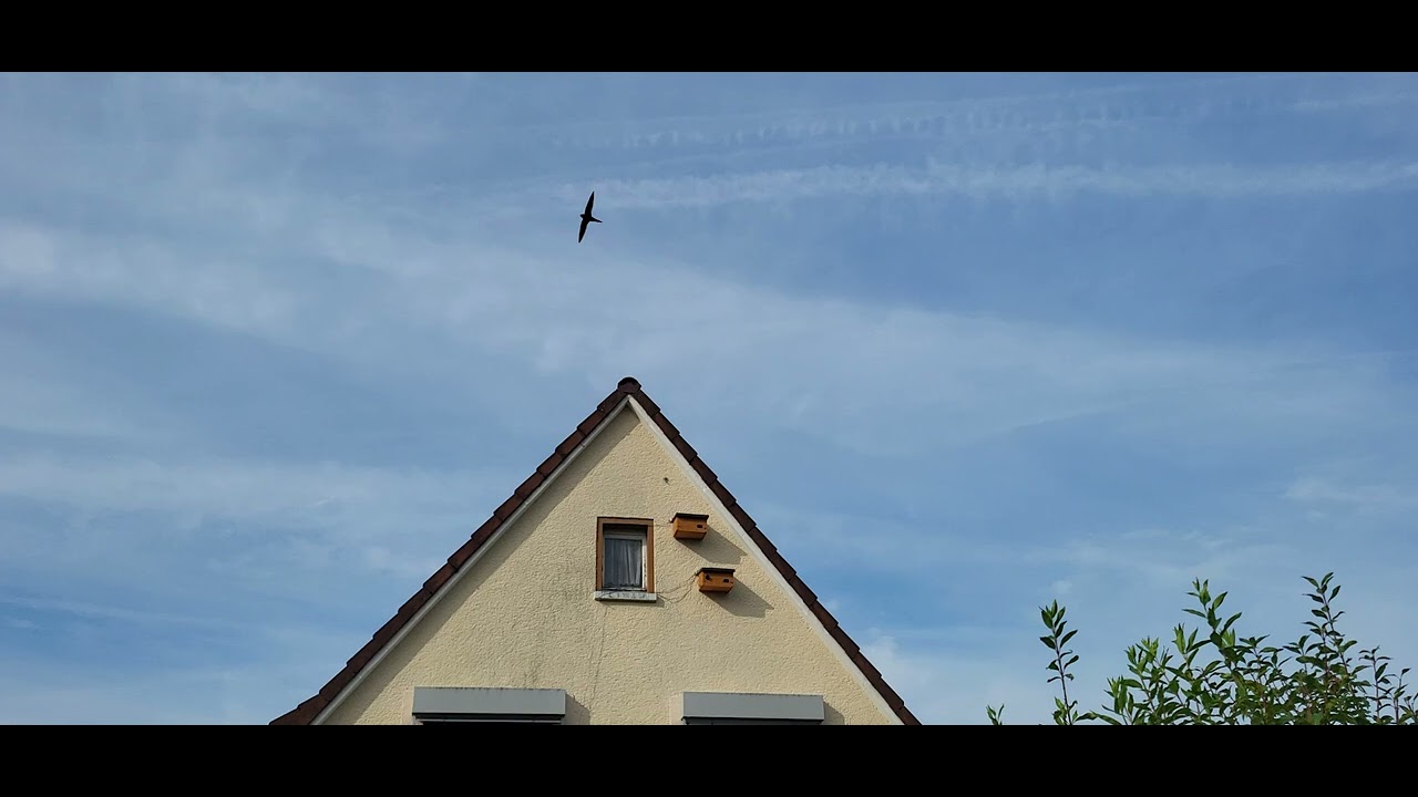 Mauersegler - Sucher sind unterwegs 😀