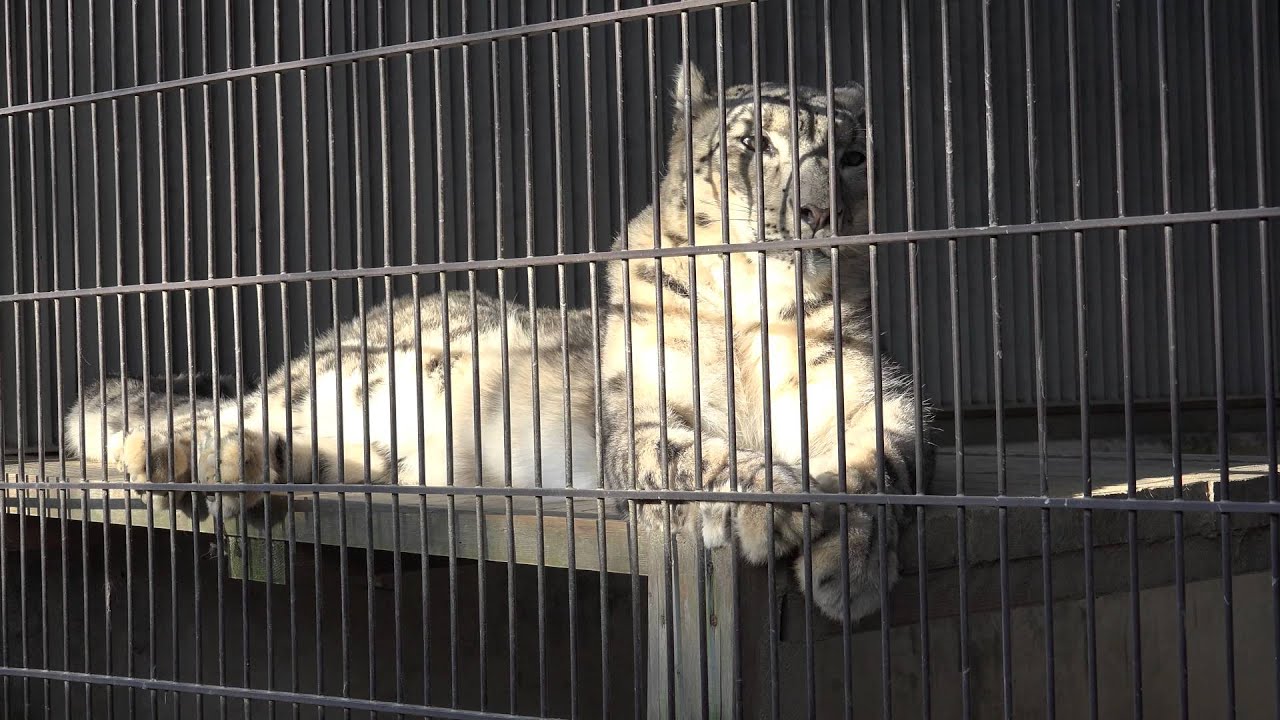 Panthera uncia, Snow Leopard, 東山動物園/ ユキヒョウ [4K映像]