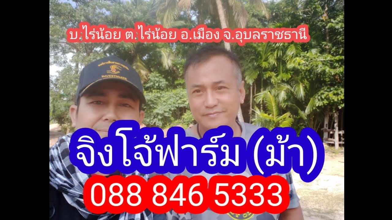 จิงโจ้ฟาร์ม(ม้า)#เฮียหนุ่ย/บ้านไร่น้อย.ตำบลไร่น้อย.อำเภอเมืองจังหวัดอุบลราชธานี/5พฤศจิกายน ค.ศ. 2020