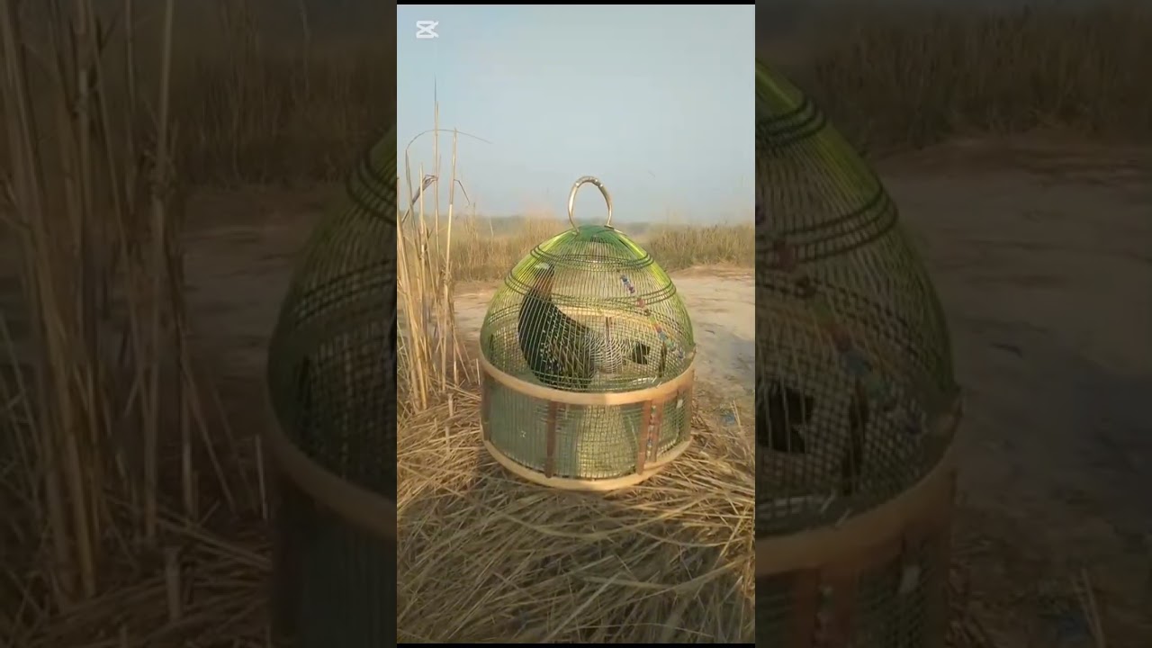 28 2 2026 kalateetar francolin blackfrancolin kala teeter ki awaz kala teeter ki awaz black teetar 