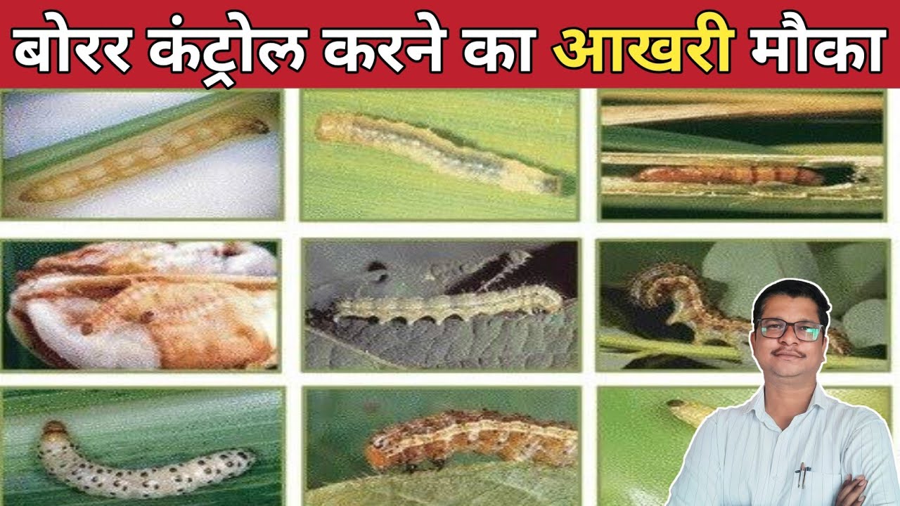 Stem Borer,Shoot Borer,Fruit Borer कंट्रोल का आखरी मौका