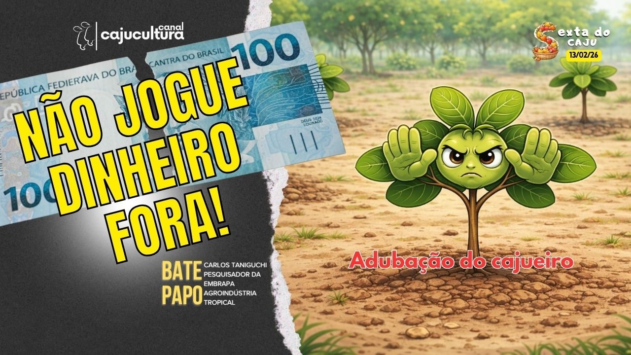 ADUBAÇÃO DO CAJUEIRO: NÃO JOGUE DINHEIRO FORA (SEXTA DO CAJU - LIVE 3/26)