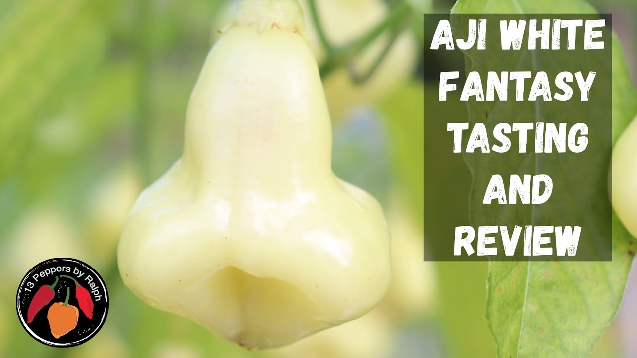 White Fantasy Pepper Tasting and Review