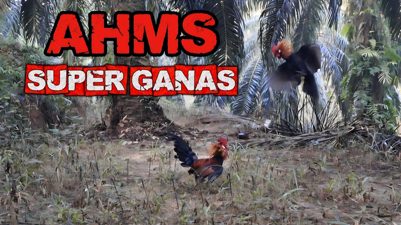 AYAM HUTAN MUDA YANG SANGAT GANAS DATANG TANPA RAGU LANGSUNG HAJAR