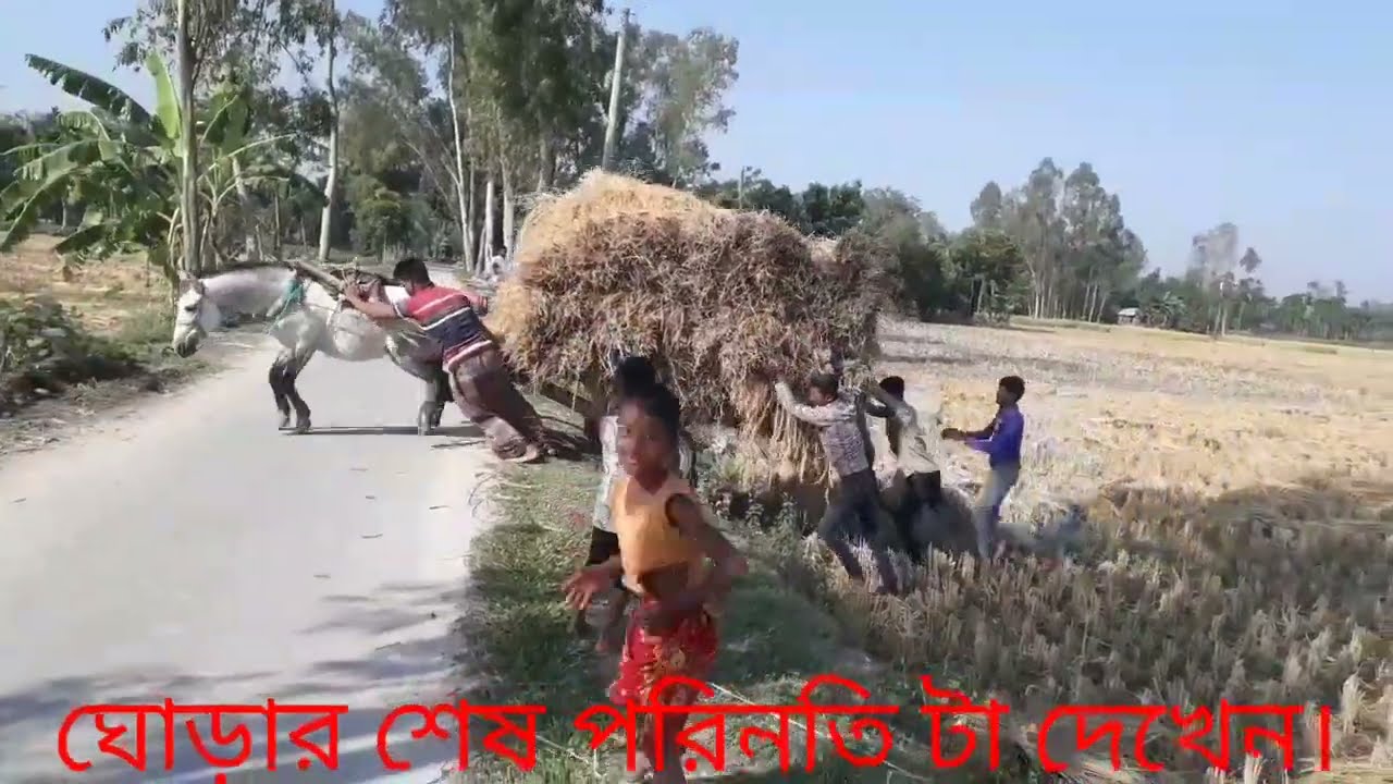 ঘোড়ার শেষ পরিণতি//শেষ পর্যন্ত তুলে দিলো//ঘোড়ার একি হাল//ঘোড়া দিয়ে ইনকাম//khusbu media24