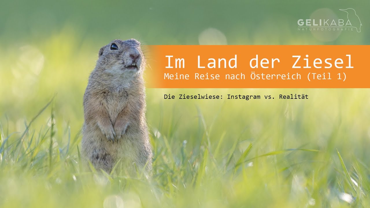 Im Land der Ziesel - Urlaub in Österreich (Teil 1). Die Zieselwiese: Instagram vs. Realität - Vlog