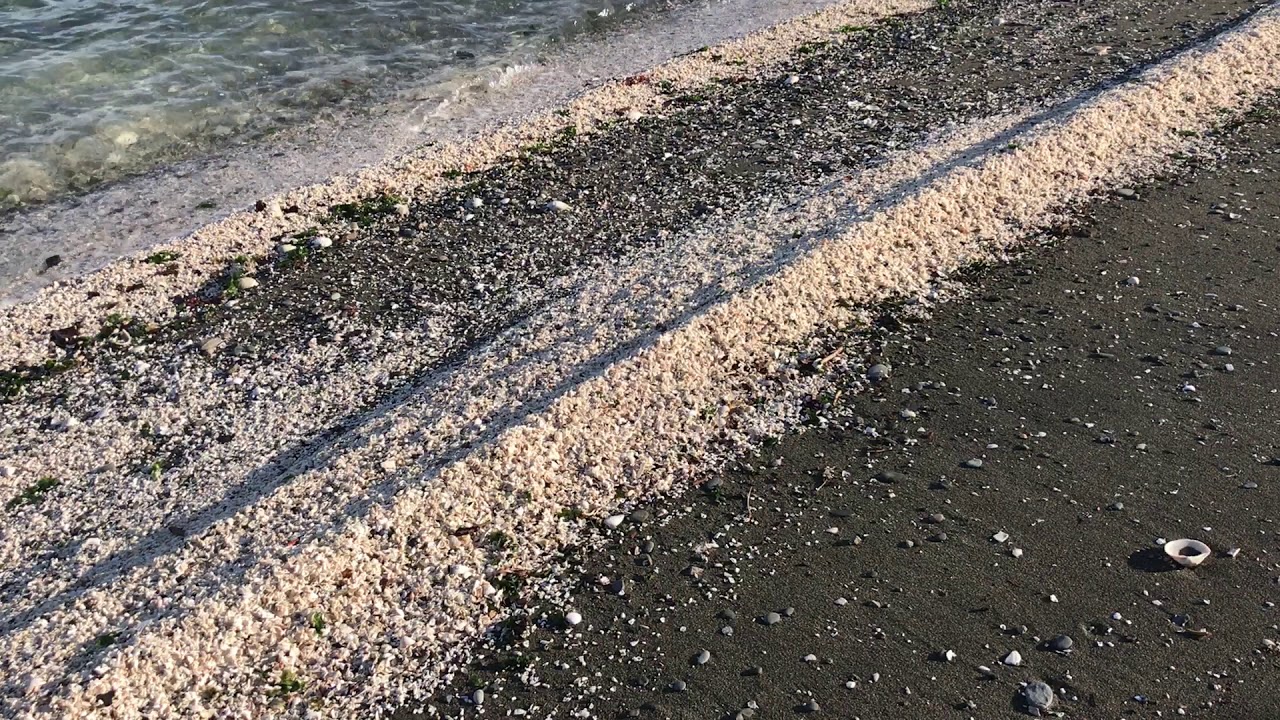 Wrack Line