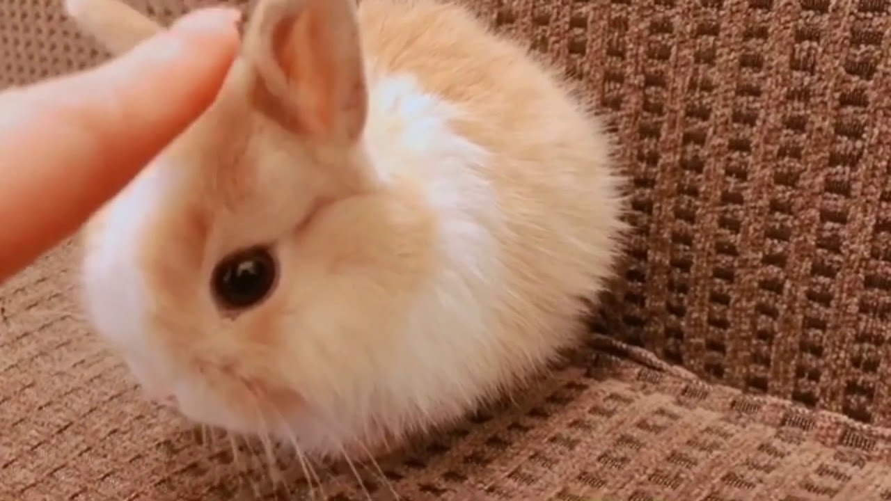 Mengenal Kelinci Mini Netherland Dwarf Dan Harganya