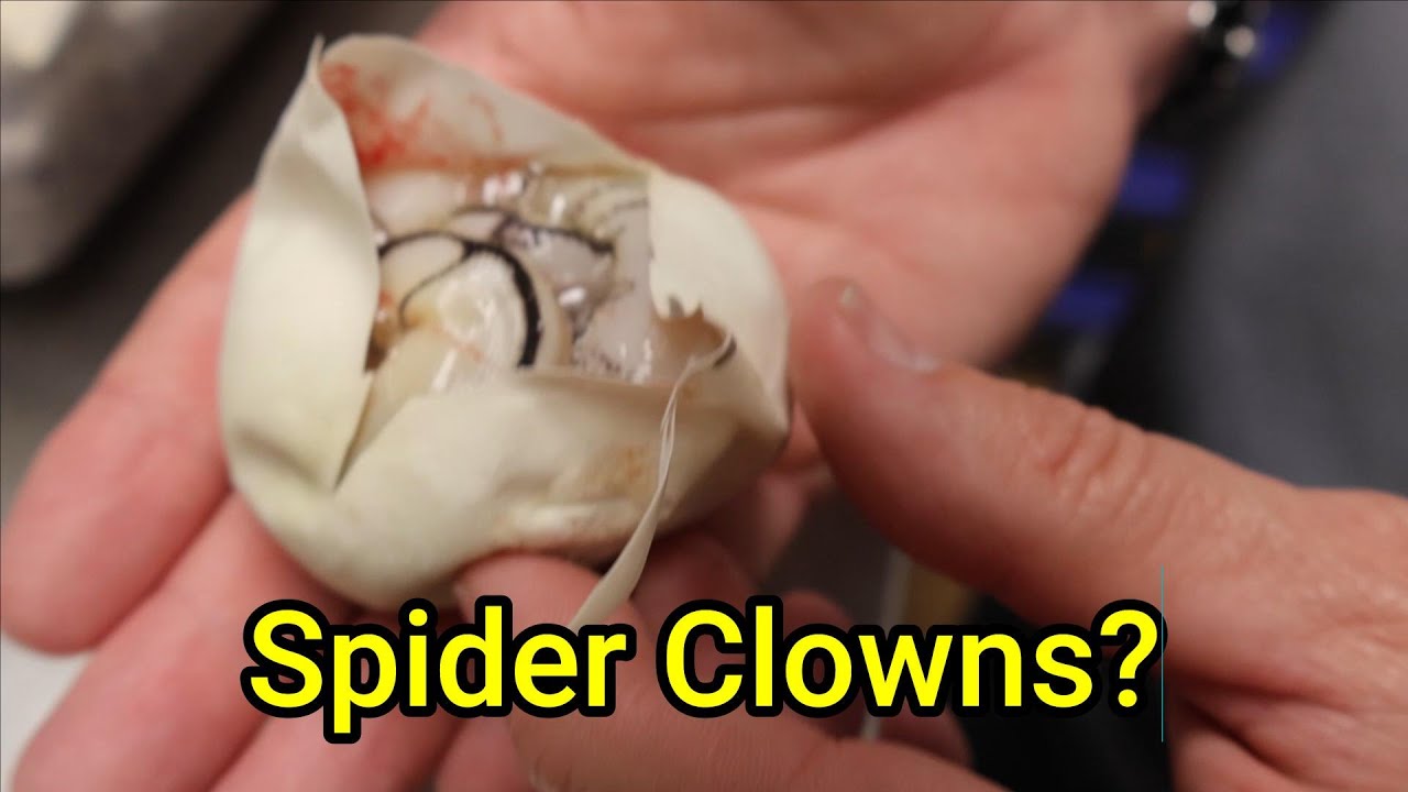 Can $90 buy a Double Het Clown/Desert Ghost?