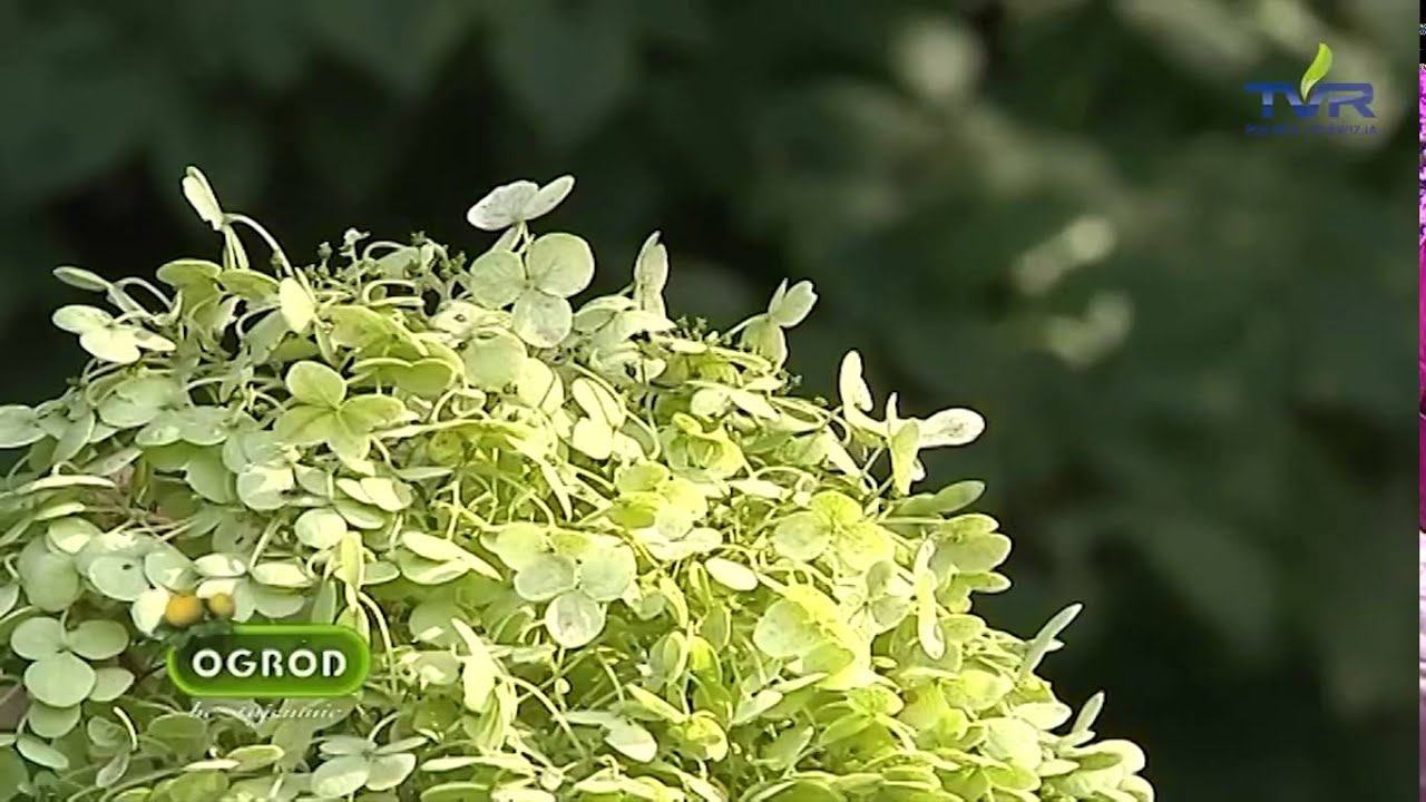 Ogrod bez tajemnic ,, Hortensje''