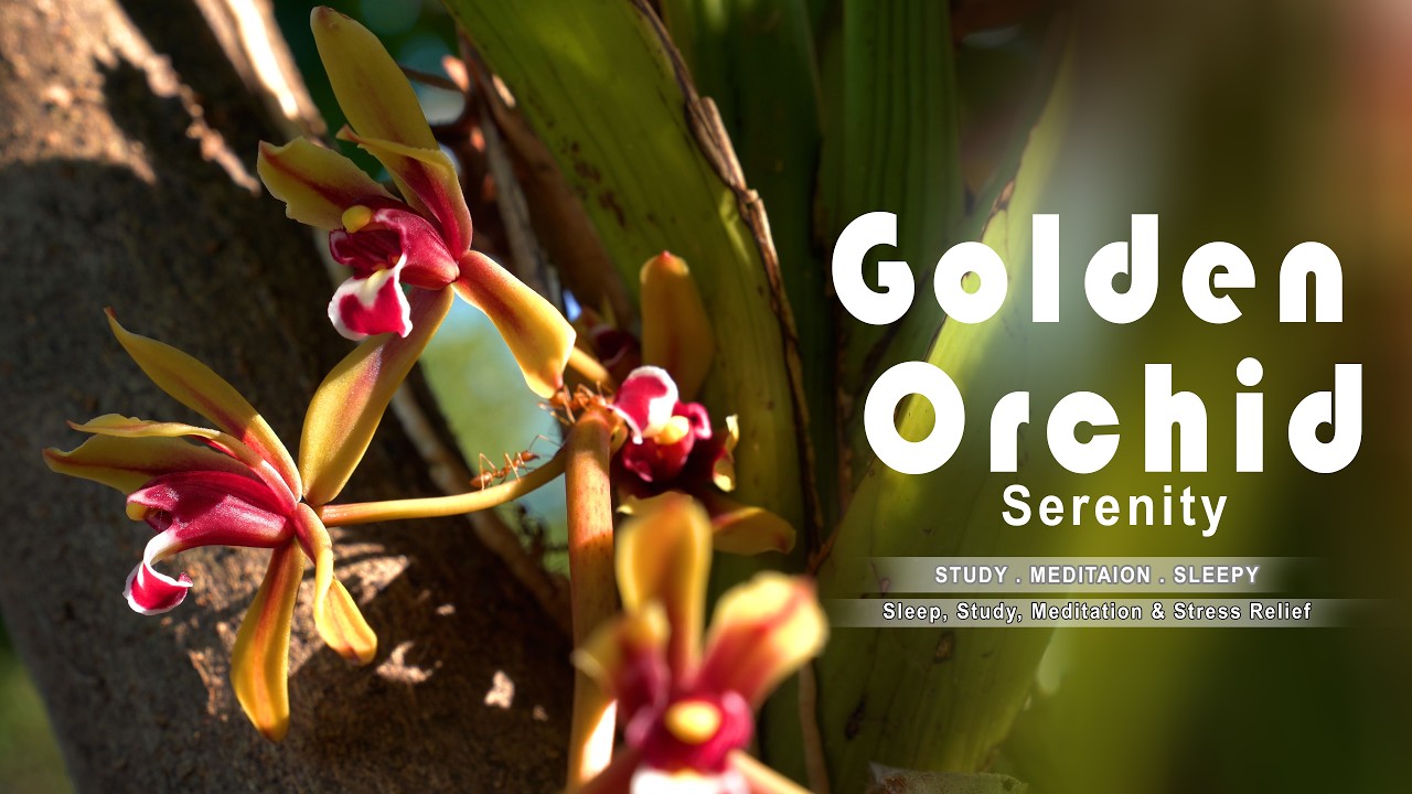 🌿 Relaxing Video : Golden Orchid Serenity 🌸 Peaceful Nature Sounds for Deep Relaxation