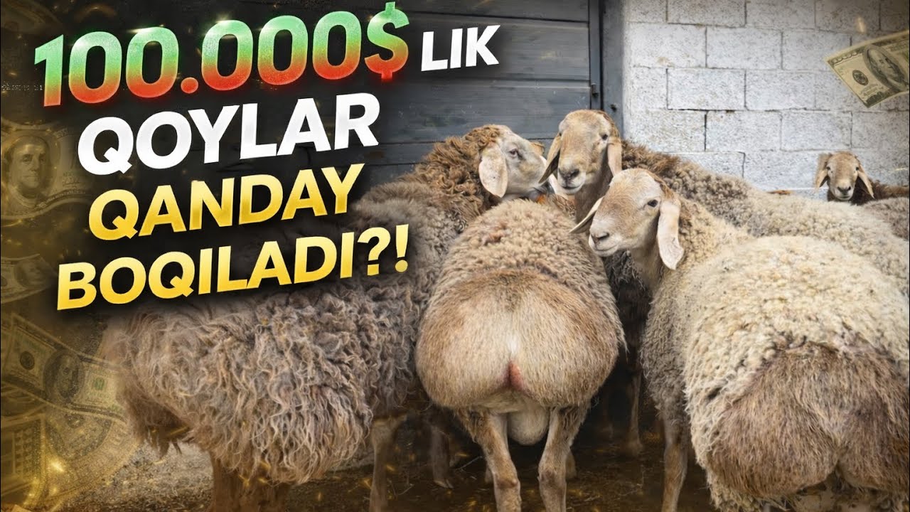 200 kg KATTA QOYLAR QANDAY BOQILMOQDA 