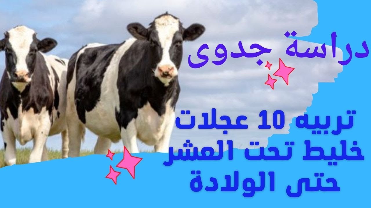 تربية  10 عجلات بقر خليط تحت العشر حتى الولادة مشروع مربح جدا