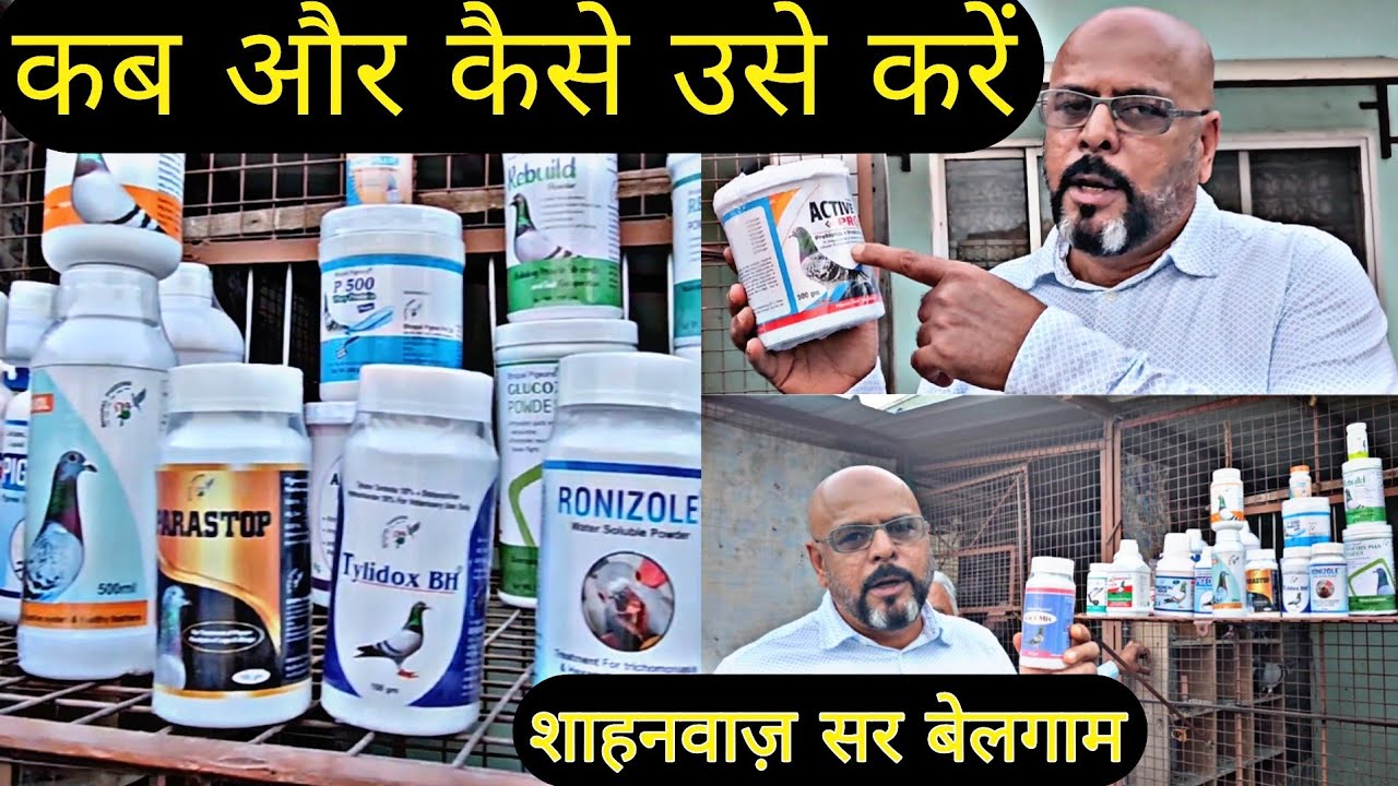 Pigeon Supplements And Medicines How To Use and Indications of Pigeon Supplements