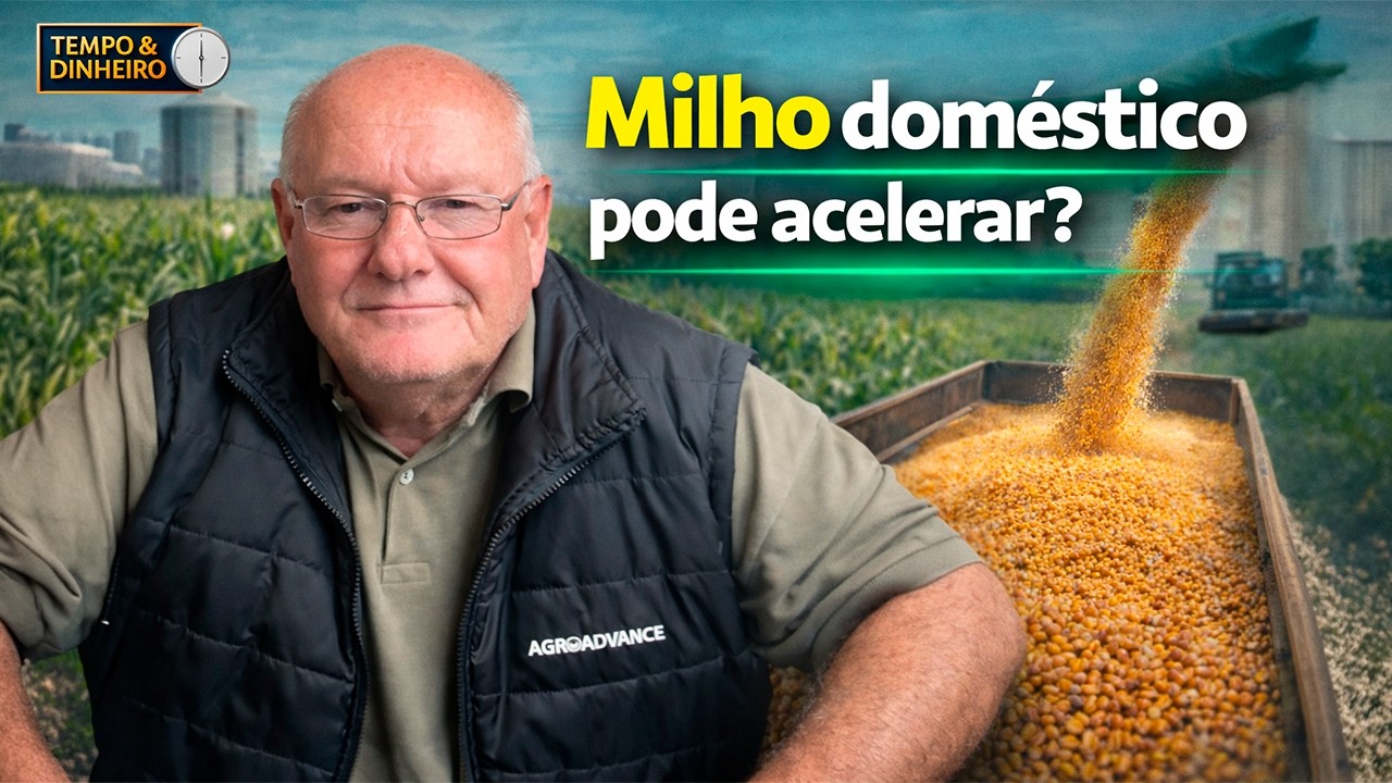 Milho interno ganha viés de alta e mercado começa a reagir