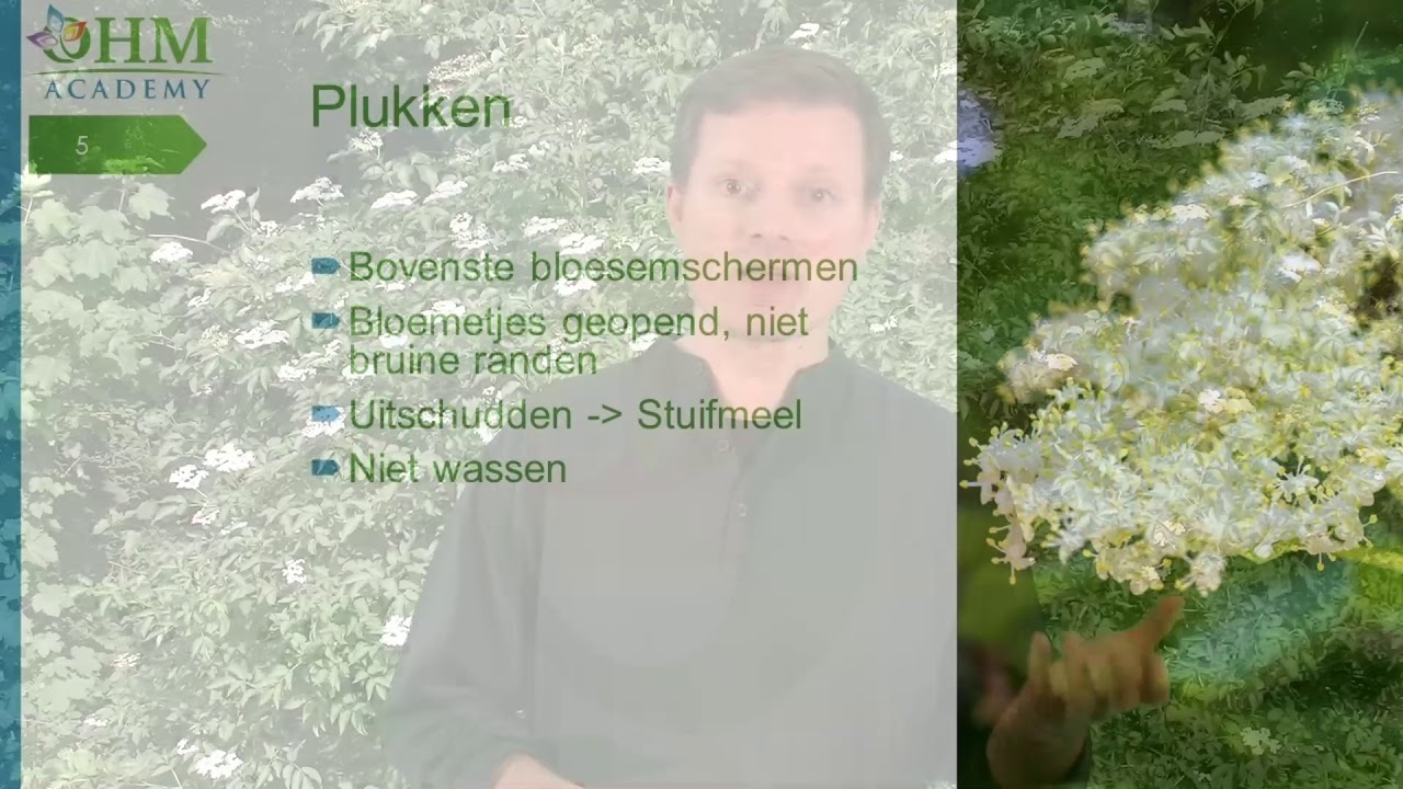 Vlierbloesem: lekker en supergezond