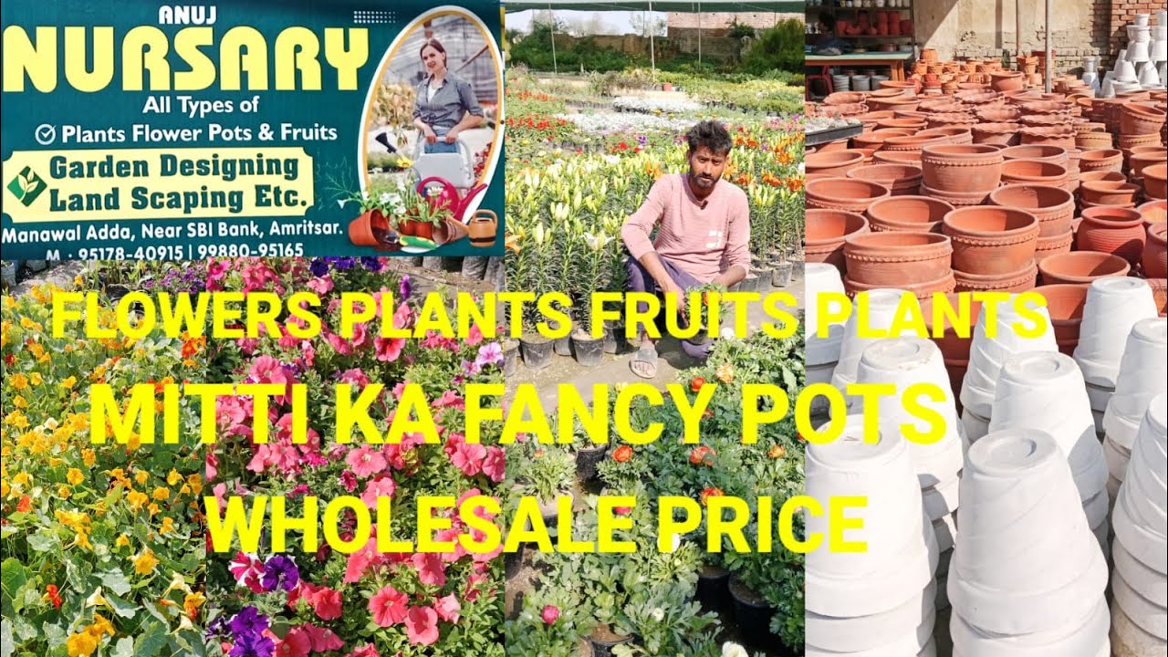 INDOOR, OUTDOOR, FLOWERS, FRUIT PLANTS BIGGEST OLD ANUJ NURSERY FANCY POTS WHOLESALE PRICE AMRITSAR🪴