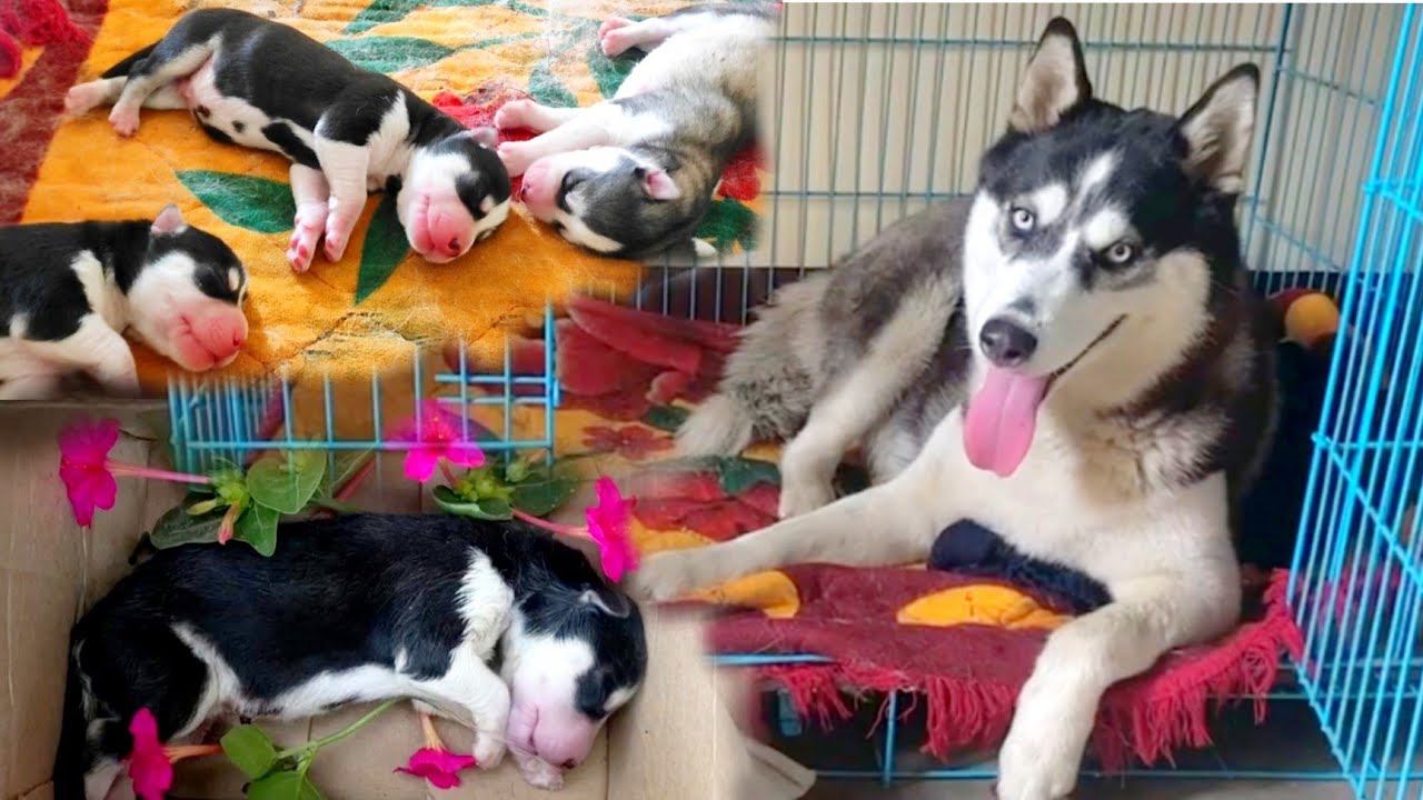 Siberian Husky Giving Birth//Husky Giving Birth for the  first Time//Tangkhul Manipur Husky